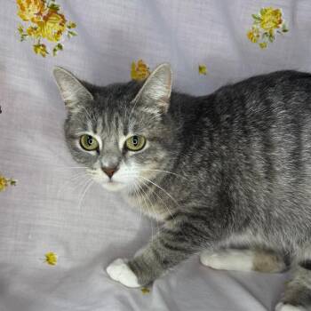 Domestic Short Hair and British Shorthair Cats Available for Adoption in Mount Vernon, Illinois - Selene | PetCurious