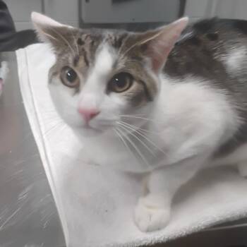 Domestic Short Hair Cats Available for Adoption in Summerville, South Carolina - Carlos | PetCurious