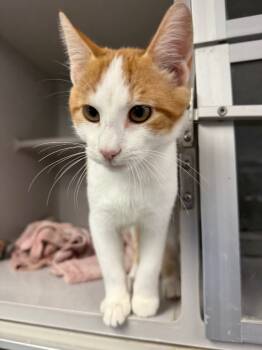 Rescue Domestic Short Hair Cats for Adoption in Greencastle, Indiana - Nacho | PetCurious