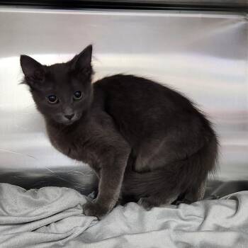 Echidna -  Domestic Medium Hair Cat for Adoption in Walker, Michigan - Echidna | PetCurious