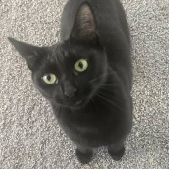 Domestic Short Hair Cats Available for Adoption in Eagle Mountain, Utah - Bastet Tiner | PetCurious