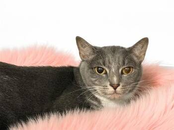 LILY -  Domestic Short Hair Cat for Adoption in Fort Lauderdale, Florida - LILY | PetCurious
