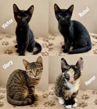 Kittens -  Domestic Short Hair Cat for Adoption in Portland, Maine - Kittens | PetCurious