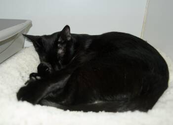 Rescue Domestic Short Hair Cats for Adoption in Grass Valley, California - Dazey | PetCurious