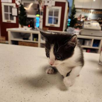 Rescue Domestic Short Hair Cats for Adoption in St. Cloud, Minnesota - Quinoa | PetCurious