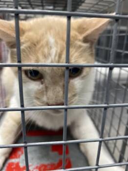 ALPINE -  Domestic Short Hair Cat for Adoption in Las Vegas, Nevada - ALPINE | PetCurious