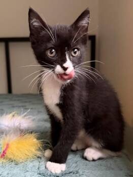 Canary -  Domestic Short Hair Cat for Adoption in Healdsburg, California - Canary | PetCurious