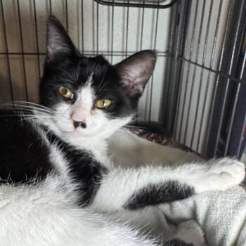 Vaughn -  Domestic Short Hair Cat for Adoption in Saginaw, Michigan - Vaughn | PetCurious
