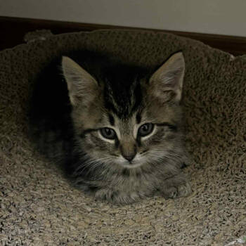 Rescue Domestic Short Hair Cats for Adoption in Huntington, West Virginia - Leo- OKC | PetCurious