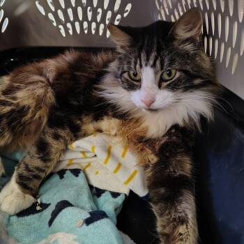 Gordy -  Domestic Medium Hair Cat for Adoption in Coos Bay, Oregon - Gordy | PetCurious