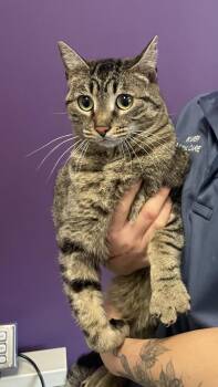 Domestic Medium Hair Cats Available for Adoption - Clyde | PetCurious