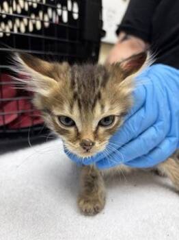 Sally -  Domestic Medium Hair and Domestic Short Hair Cat for Adoption in Westland, Michigan - Sally | PetCurious