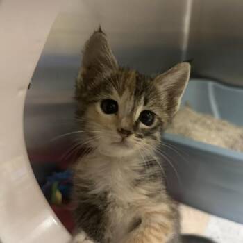 Banana Pepper -  Domestic Short Hair Cat for Adoption in Walnut Creek, California - Banana Pepper | PetCurious