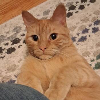 Frito -  Domestic Short Hair Cat for Adoption in Saint Paul, Minnesota - Frito | PetCurious