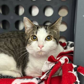Rescue Domestic Short Hair Cats for Adoption in Spring Hill, Kansas - Gabby | PetCurious