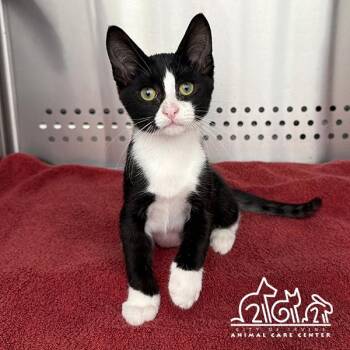 Domestic Short Hair Cats Available for Adoption in Irvine, California - CHECKER | PetCurious