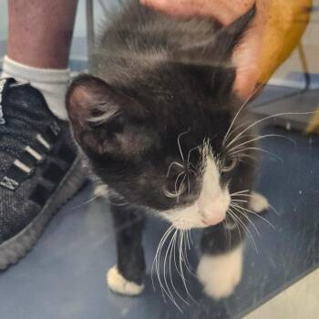 Piedmont -  Domestic Short Hair Cat for Adoption in Greensboro, North Carolina - Piedmont | PetCurious