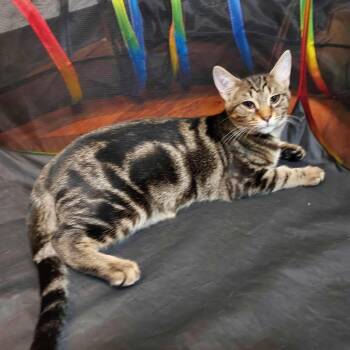 Rescue Domestic Short Hair Cats for Adoption in Ephrata, Pennsylvania - Beans | PetCurious