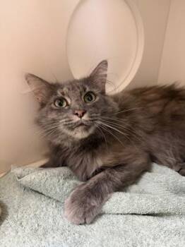 Storm -  Domestic Medium Hair Cat for Adoption in Harbor Springs, Michigan - Storm | PetCurious