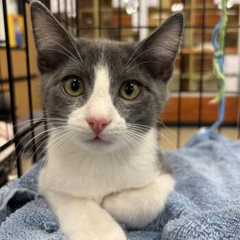 Churro -  Domestic Short Hair Cat for Adoption in Sonora, California - Churro | PetCurious