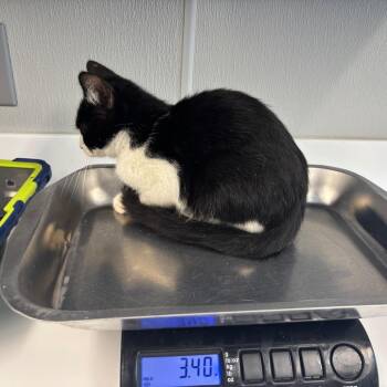 Black Licorice -  Domestic Short Hair Cat for Adoption in Saint Joseph, Missouri - Black Licorice | PetCurious