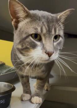 Domestic Short Hair Cats Available for Adoption - Otis | PetCurious