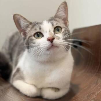Cruella -  Domestic Short Hair Cat for Adoption in Atlanta, Georgia - Cruella | PetCurious