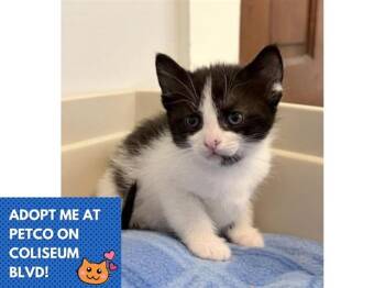 CORAL -  Domestic Short Hair Cat for Adoption in Fort Wayne, Indiana - CORAL | PetCurious