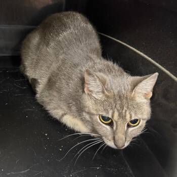 Precious -  Domestic Short Hair Cat for Adoption in Madisonville, Kentucky - Precious | PetCurious