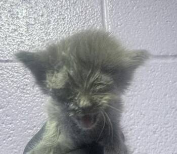 61335214 -  Domestic Short Hair Cat for Adoption in El Paso, Texas - 61335214 | PetCurious