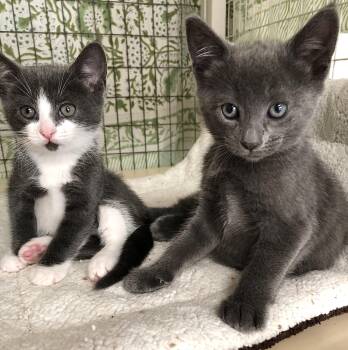 Charlie, Stardust & Dipper -  Russian Blue and Tabby Cat for Adoption in Ventura, California - Charlie, Stardust & Dipper | PetCurious