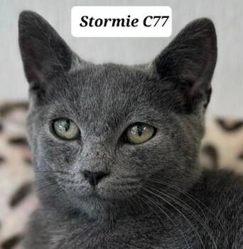 Stormie -  Domestic Short Hair Cat for Adoption in Morganton, North Carolina - Stormie | PetCurious