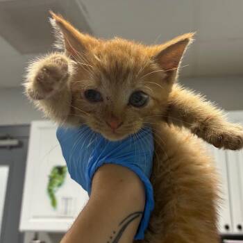 Pumpkin -  Domestic Short Hair Cat for Adoption in Greenville, South Carolina - Pumpkin | PetCurious
