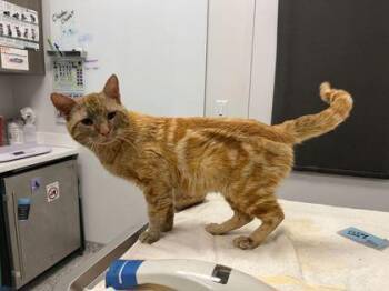 Domestic Short Hair Cats Available for Adoption in Kansas City, Missouri - Just Josh | PetCurious