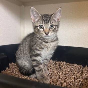 Byrne -  Domestic Short Hair Cat for Adoption in Hudson, New York - Byrne | PetCurious