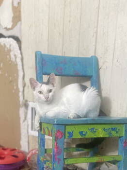 Rescue Domestic Long Hair Cats for Adoption in Trenton, New Jersey - Kalahari | PetCurious