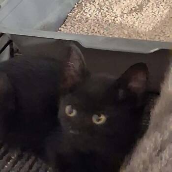 Osprey -  Manx Cat for Adoption in Nampa, Idaho - Osprey | PetCurious