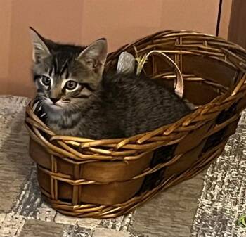 Domestic Short Hair Cats Available for Adoption in Sacramento, California - MARIUS | PetCurious