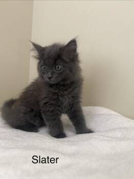 Domestic Medium Hair Cats Available for Adoption in Ferndale, Michigan - Slater “Mr. Gray” | PetCurious
