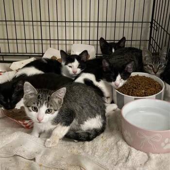 Jolene -  Domestic Short Hair Cat for Adoption in Hawthorne, California - Jolene | PetCurious