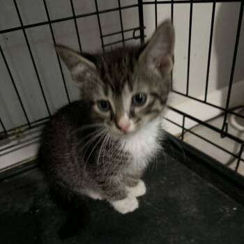 Domestic Short Hair Cats Available for Adoption in Bentonville, Arkansas - Larry | PetCurious