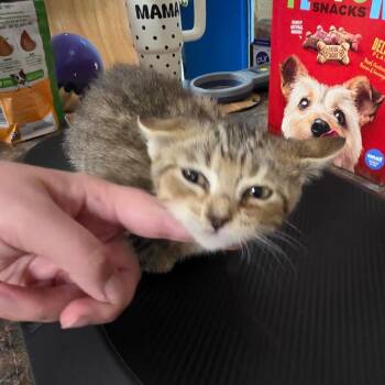 Jimmy Jimmy -  Domestic Medium Hair Cat for Adoption in Eureka Springs, Arkansas - Jimmy Jimmy | PetCurious