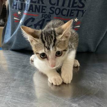 Ruby -  Domestic Short Hair Cat for Adoption in Monroe, Louisiana - Ruby | PetCurious