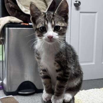 Mack -  Domestic Short Hair Cat for Adoption in Pottsville, Pennsylvania - Mack | PetCurious