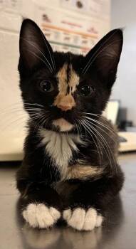 Mischief -  Domestic Short Hair Cat for Adoption in Largo, Florida - Mischief | PetCurious