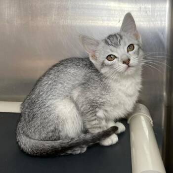 Domestic Short Hair Cats Available for Adoption in Roanoke, Virginia - Briar | PetCurious