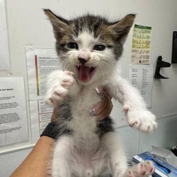 Sesame Street -  Domestic Short Hair Cat for Adoption in Los Angeles, California - Sesame Street | PetCurious