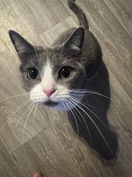 Stormy -  Russian Blue and Domestic Short Hair Cat for Adoption in Lucas, Texas - Stormy | PetCurious