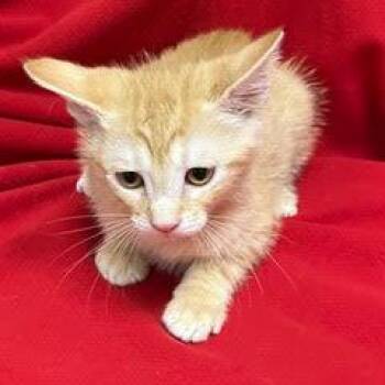 Stanton -  Tabby Cat for Adoption in Green Valley, Arizona - Stanton | PetCurious