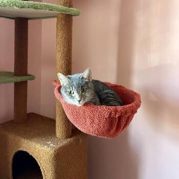 Peanut -  Domestic Short Hair Cat for Adoption in Glenview, Illinois - Peanut | PetCurious